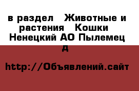  в раздел : Животные и растения » Кошки . Ненецкий АО,Пылемец д.